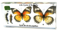 Коллекция бабочка