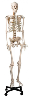 Скелет на подставке