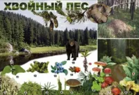 хвойный лес