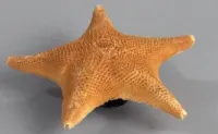 коллекция морская звезда