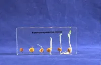 НоменклатураПрисоединенныеФайлы